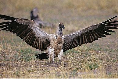 《Timberborn》发售7天销量超13万 Steam好评如潮